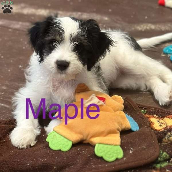 Maple, Miniature Poodle Mix Puppy